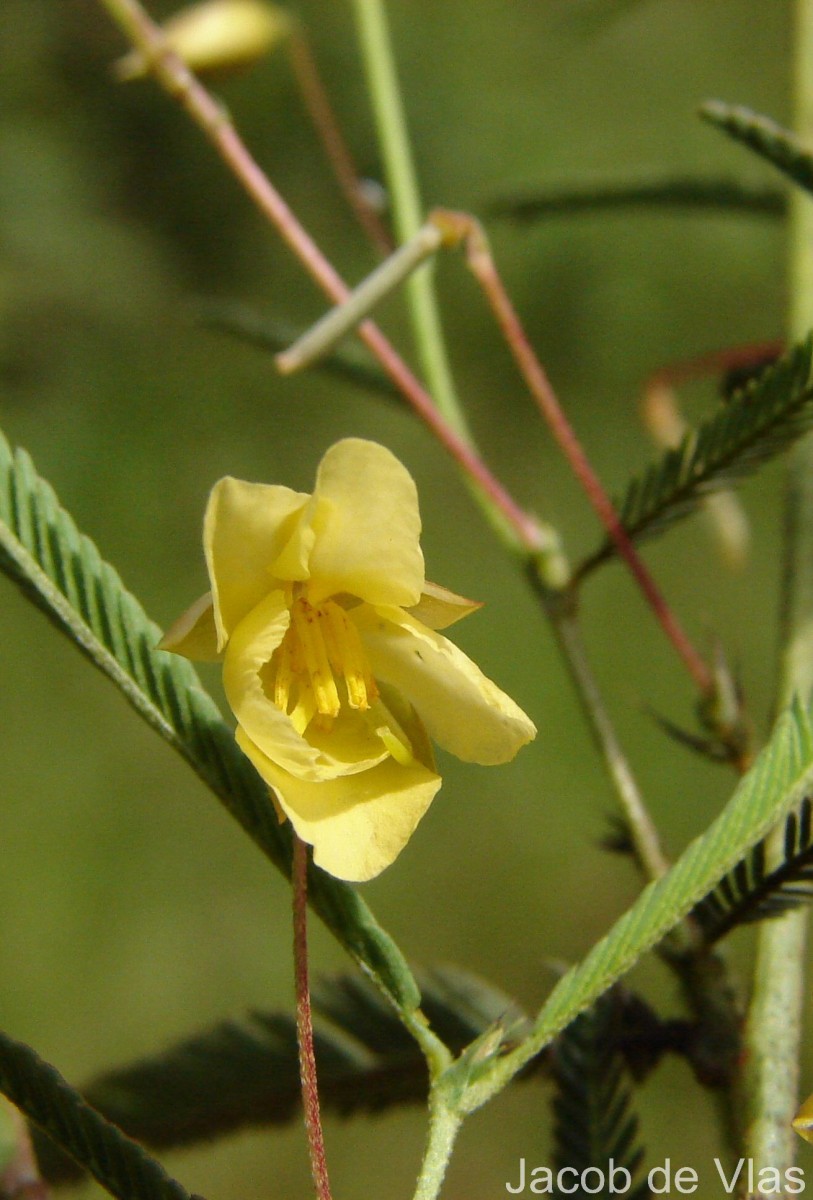Chamaecrista mimosoides (L.) Greene